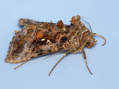 Autographa jota