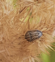 Neottiglossa leporina