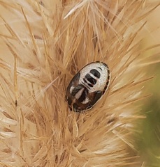 Neottiglossa leporina