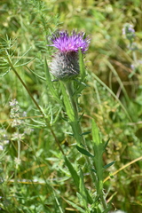 Cirsium decussatum