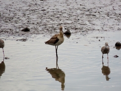 Limosa limosa