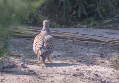 Streptopelia orientalis
