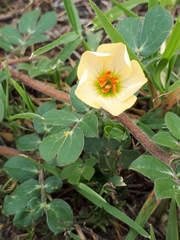 Kallstroemia rosei