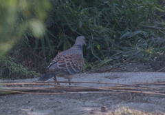 Streptopelia orientalis