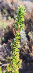Cliffortia ruscifolia
