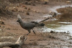 Corythaixoides concolor bechuanae
