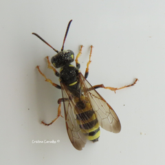 Cerceris arenaria