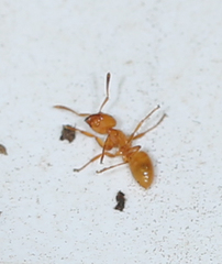 Acanthomyops