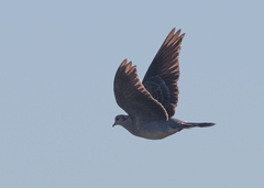 Streptopelia orientalis