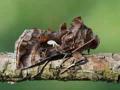 Autographa mandarina