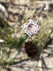 Othonna digitata