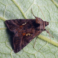 Autographa mandarina