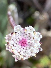 Othonna digitata