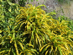Codiaeum variegatum