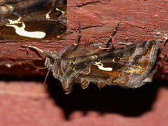 Autographa mandarina