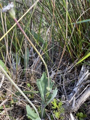 Othonna digitata