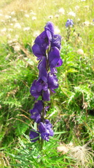 Aconitum tauricum