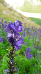 Aconitum tauricum