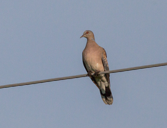 Streptopelia orientalis