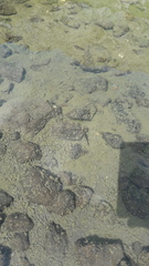 Ichthyosaura alpestris