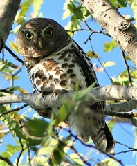 Glaucidium capense ngamiense
