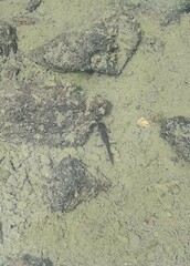 Ichthyosaura alpestris