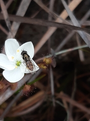 Melangyna viridiceps