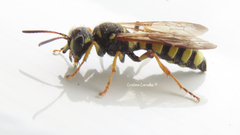 Cerceris arenaria
