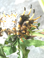 Citheronia splendens sinaloensis