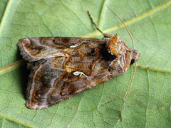 Autographa pulchrina