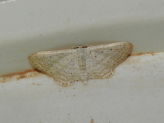 Idaea elongaria