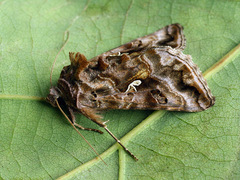 Autographa pulchrina