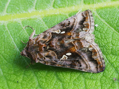 Autographa pulchrina