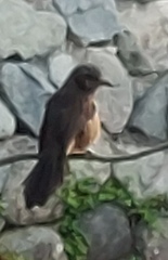 Hypsipetes amaurotis