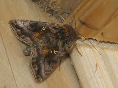 Autographa pulchrina