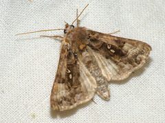 Autographa pulchrina