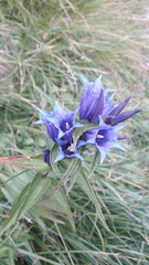 Gentiana asclepiadea