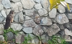 Hypsipetes amaurotis