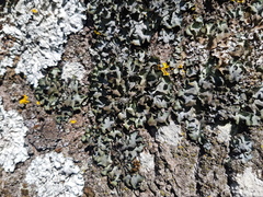 Pleurosticta acetabulum