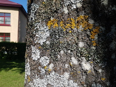 Pleurosticta acetabulum