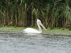 Pelecanus crispus
