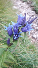 Gentiana asclepiadea