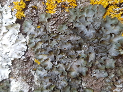 Pleurosticta acetabulum