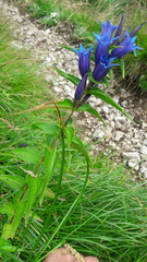 Gentiana asclepiadea