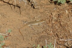 Acanthodactylus boskianus asper