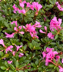 Rhododendron kotschyi