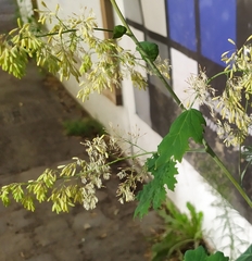 Macleaya cordata