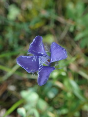 Gentianopsis ciliata