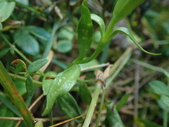 Gentianopsis ciliata