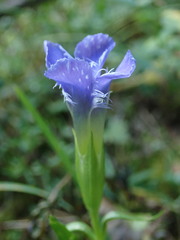 Gentianopsis ciliata